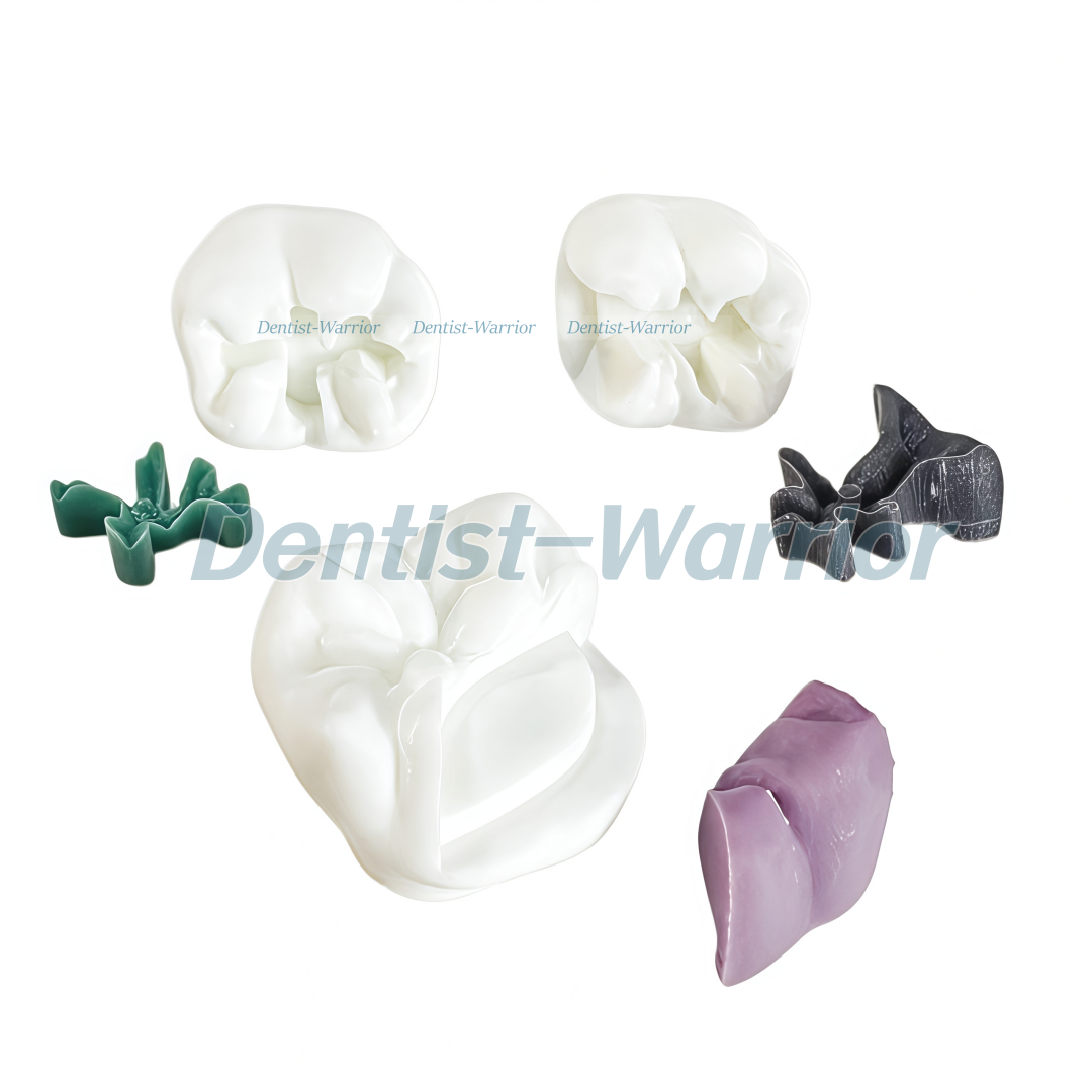 แบบจำลองสอนฟันกราม 7 ชนิด พิมพ - 3D Printing Dental บทวิจารณ์และราคา